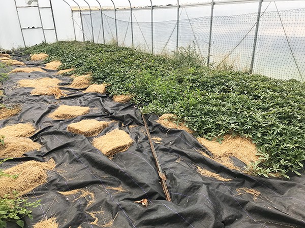 bed of sweet potatoes